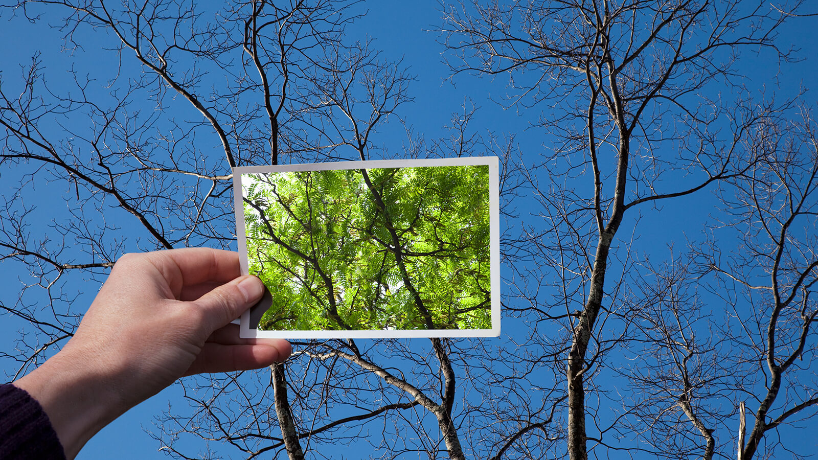 Southern Cross - A photo of green leaves is held up against a bare tree A photo of green leaves is held up against a bare tree