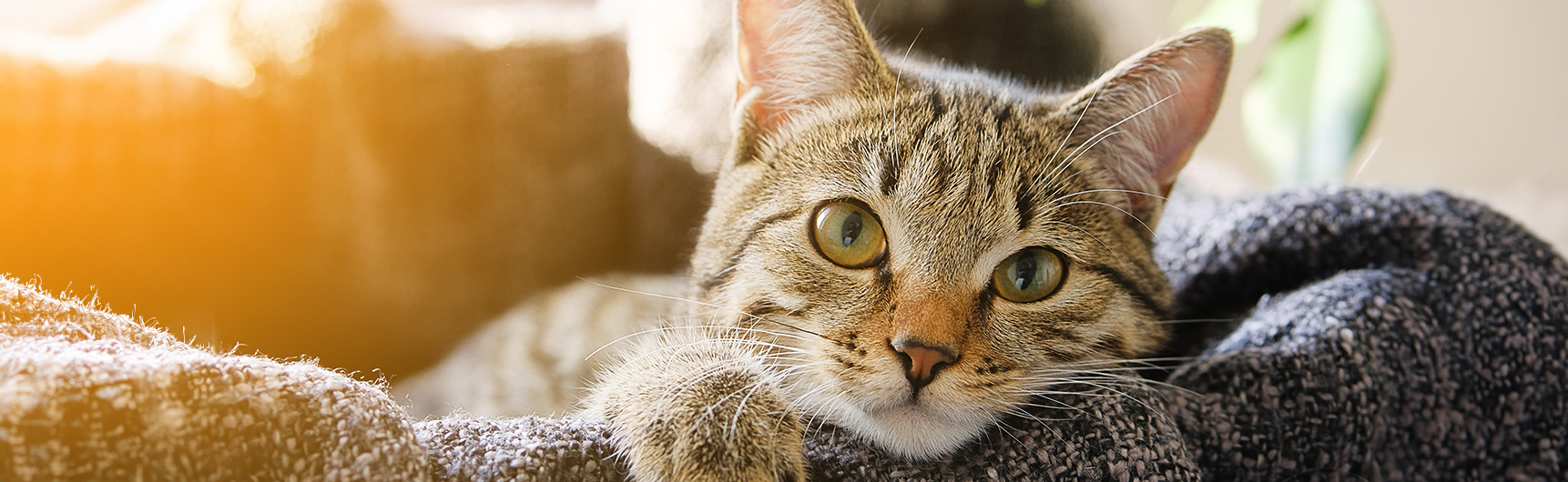 SCPI reveal top pet claims for 2023