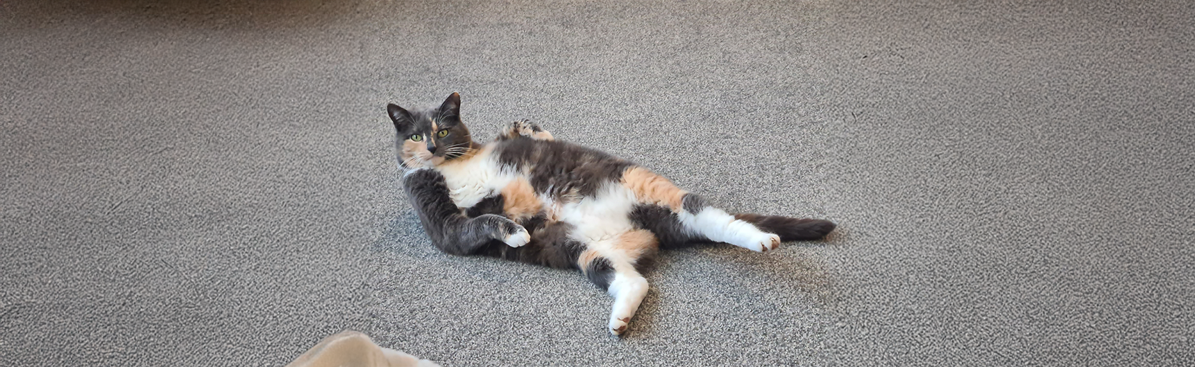 Cat taking a break on the floor