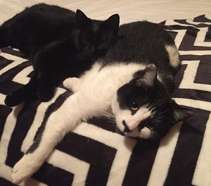 Indie and Juno 300x200